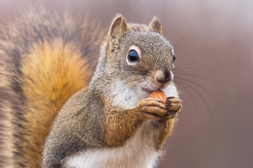 かわいいこりす　Cute American red squirrel