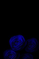 Blue rose in the dark.  暗闇の中の青いバラ