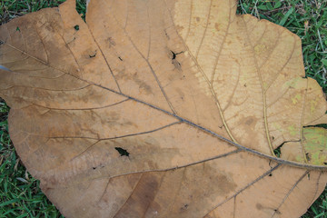 dry leaf textured in garden