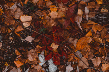 Golden Autumn