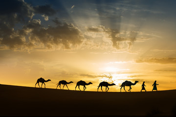 Silhouette of a caravan of five camels with nomads in the Sahara desert at sunrise.
