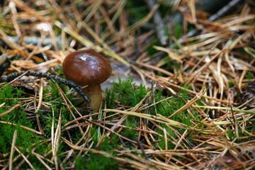 Maronenpilz im Kiefernwald 2