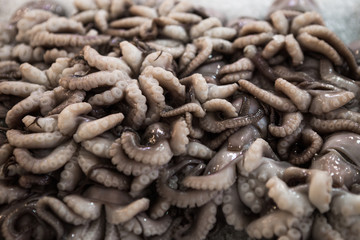 Background of raw and fresh squids on ice in local Athens fish market, Greece