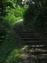 夏の森の散策道の階段