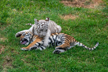 tiger cub playing in the jungle