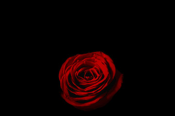 Red rose in the dark.  暗闇の中の赤いバラ