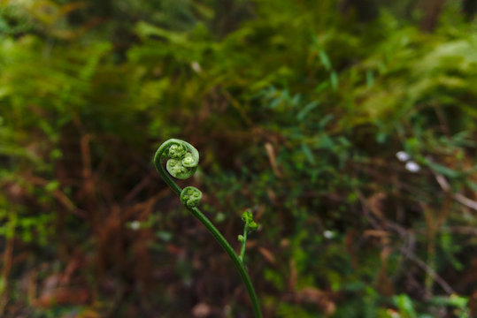 Coiled Fiddle Heads With Natural Background Softly Blurred