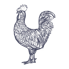 Fototapeta na wymiar Rooster. Hen or chicken hand drawn with contour lines on white background. Elegant monochrome drawing of domestic farm poultry bird. illustration in vintage woodcut, engraving or etching style. Vector