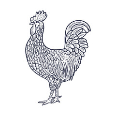 Rooster. Hen or chicken hand drawn with contour lines on white background. Elegant monochrome drawing of domestic farm poultry bird. illustration in vintage woodcut, engraving or etching style. Vector