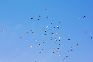A lot of pigeons flying in the blue sky.