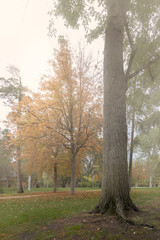 Tronco y arboles del parque un dia de altas nieblas