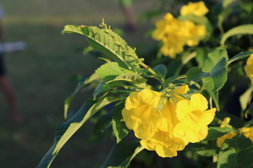 yellow flower