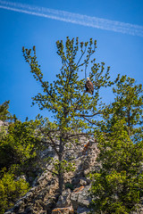 An American Bald Eagle in Helena National Forest, Montana