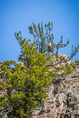 An American Bald Eagle in Helena National Forest, Montana