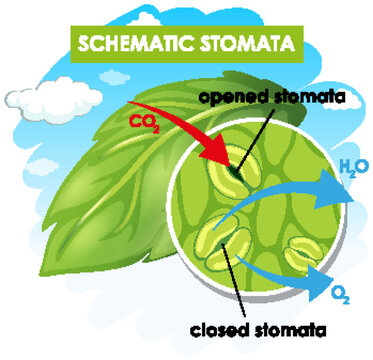 Diagram showing schematic stomata