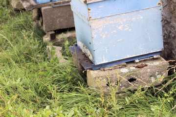 France - Noirmoutier - Ruche des marais salants