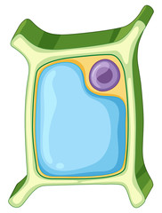 Diagram showing plant cell