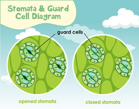 Diagram showing plant cell with stomata and guard cell