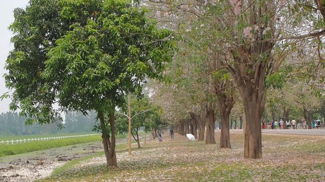 Vdo. view on patch way of beautiful Ping trumpet tree (Tabebuia heterophylla) cherry blossom on trees and falling with Thai tourists relax on green grass, Kamphaeng Saen, Nakhon Pathom, Thailand.