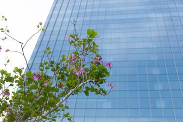 Building and tree