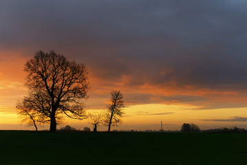 Beautiful dark sunset with tree silhouettes