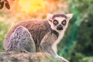 Ring tailed lemur (lemur catta) in the garden
