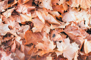 Dry red yellow leaves on the sidewalk in autumn fall on a sunny day.