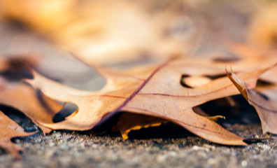 Dry red yellow leaves on the sidewalk in autumn fall on a sunny day.