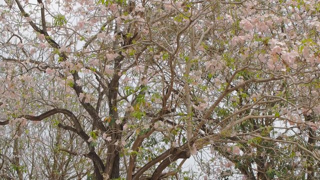 Beautiful Ping trumpet tree (Tabebuia heterophylla) cherry blossom on top tree, Kamphaeng Saen, Nakhon Pathom, Thailand. (view slow panning)