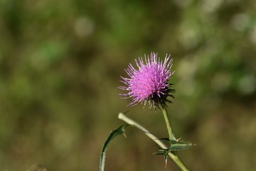 Thistle is an asteraceae plant with vivid purple flowers,but the leaves have thorns.