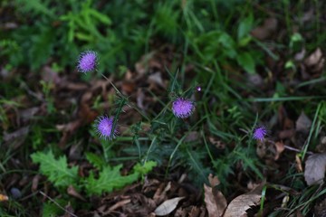 Thistle is an asteraceae plant with vivid purple flowers,but the leaves have thorns.