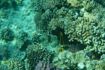 Red Sea underwater landscape with fishes and corals. Natural background