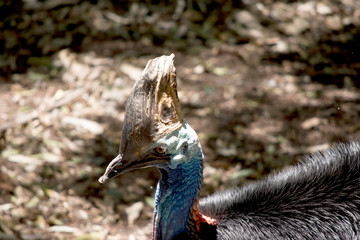 this is a close up of an Australian cassowary