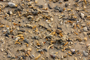 The sand and coral floor are a brown background.