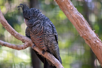 the gang-gang parrot is resting on a branch