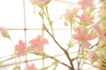 クレイ桜の接写