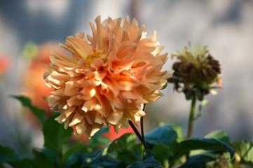 Dahlia  in garden. Scientific name is Dahlia. 