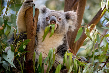 the koala is sitting in the fork of the tree