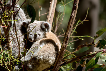 the joey koala is holding onto his mothers back