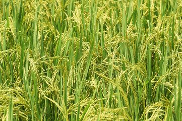 close up of ripening rice in a paddy field