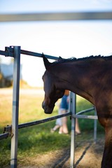 Horse on nature is worth sideways