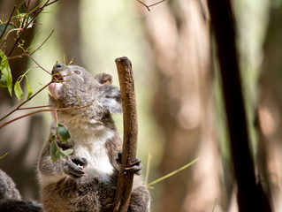 the joey koala is eating leaves