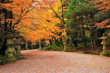 紅葉（香取神宮）