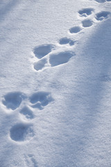 Chain of hare tracks in the snow. Natural winter background