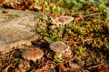 False mushrooms on an old stump in the woods