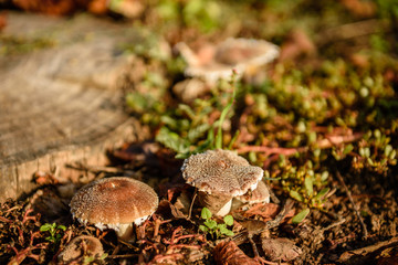 False mushrooms on an old stump in the woods