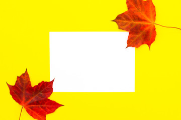 Blank paper and autumn maple leaves.