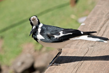the magpie lark is perched on a table