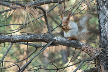 Eastern gray squirrel on a pine