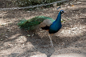 Fototapeta premium the Indian peacock is looking for food